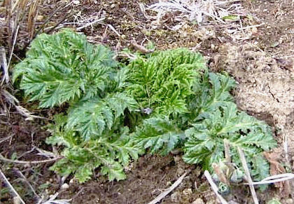 Ontluikende bladeren